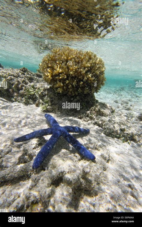 blue starfish underwater Stock Photo - Alamy