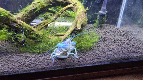 30s of my Electric Blue Crayfish "patiently" waiting for the food to drop : r/Aquariums