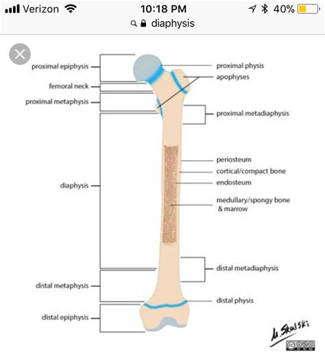 Distal Radius Metaphyseal Fracture