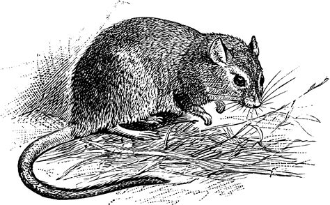 Long-Fronted Gerbil | ClipArt ETC