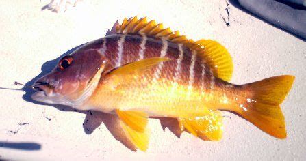 Schoolmaster Snapper - Florida Fishing Information