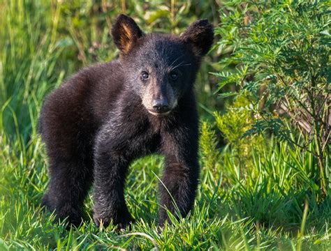 Cute Baby Black Bear