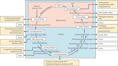 55: Metabolic diseases of the liver | Abdominal Key