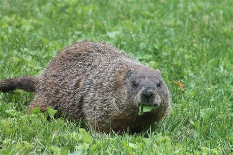 Woodchucks (Groundhogs)