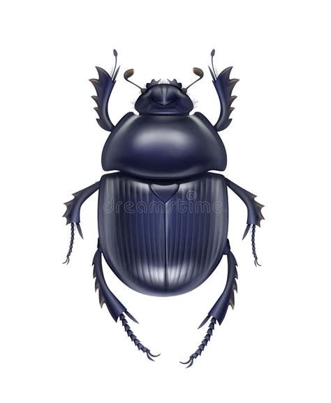 Beetle Stock Illustrations – 50,346 Beetle Stock Illustrations, Vectors ...