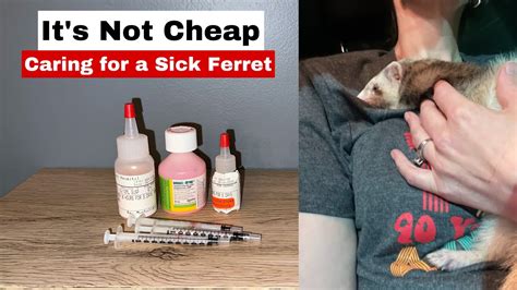 It’s Not Cheap: Caring for a sick ferret - YouTube