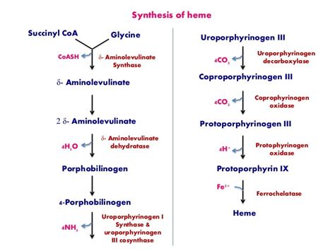 HEME SYNTHESIS