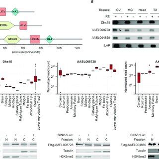 (PDF) The DEAD-box RNA helicase Dhx15 controls glycolysis and arbovirus replication in Aedes ...