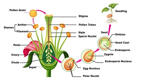 Describe the post fertilization changes in a flower.