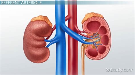 Afferent Arteriole And Efferent Arteriole