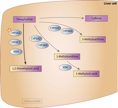 Kalorie Versicherung Aufnahmegebühr theophylline mechanism of action Rechte geben Kollision Auspuff