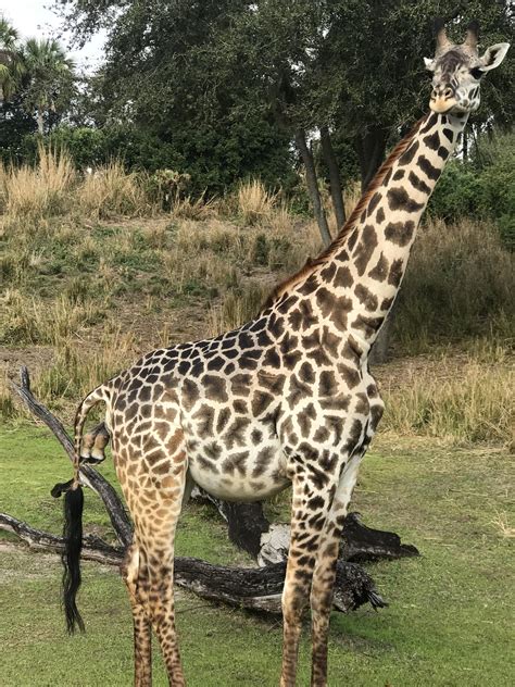 Baby Giraffe being born on Safari at Disney Animal Kingdom! : r/aww