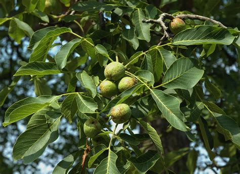 English walnut | Plants, Medicinal plants, Flowering trees