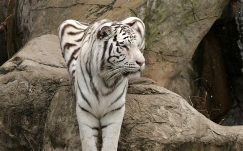 Albino tiger sitting on rock HD wallpaper | Wallpaper Flare