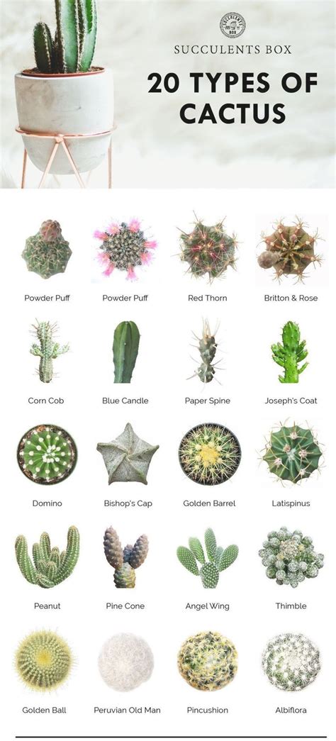 20 types of cactus // plants | home | natural designs | time-honored ...