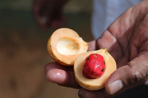 Introducing Nutmeg: A Little History, A Little Chemistry - Quirky Science