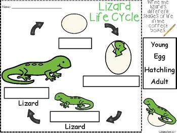 A+ Lizard Life Cycle Labeling & Word Wall by Regina Davis | TpT