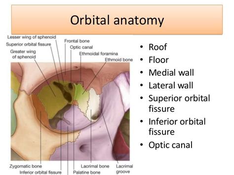 floor of the orbit - Google Search | Dental hygiene school, Palatine bone, Anatomy