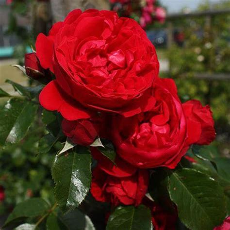 Florentina™ Climbing Rose | Vines & Climbers | Great Garden Plants