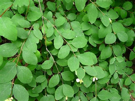 Toronto Wildlife - More Common Snowberry