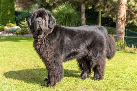 Unraveling the Myth: Are Newfoundland Dogs Truly Lazy