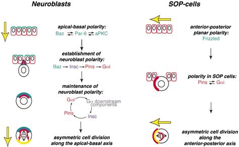 A Model for G Protein Function in Neuroblasts and SOP Cells Green:... | Download Scientific Diagram