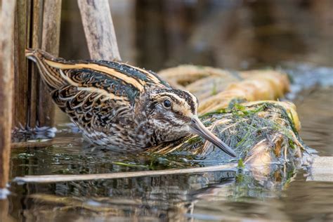 Jack Snipe by Jack Morris - BirdGuides