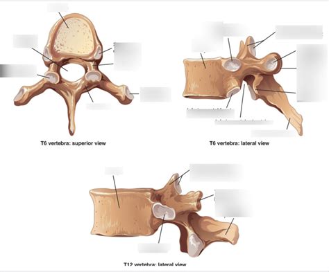 Vertebral Anatomy* (t6 & t12) Diagram | Quizlet