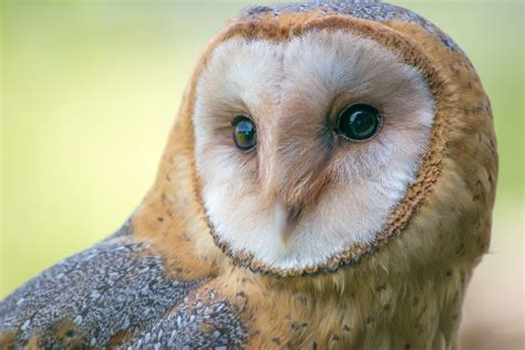 High Desert Bird of the Month: Barn owl