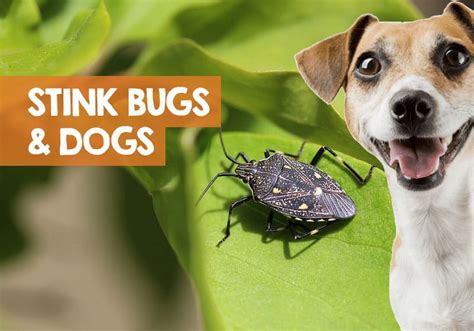 Are Stink Bugs Poisonous to Dogs if Eaten or Touched?