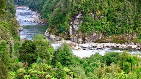 Wildlife in Kahurangi National Park - Take Me To Travel