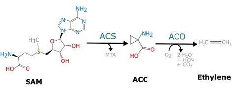 Ethylene: uses and Biosynthesis_Chemicalbook