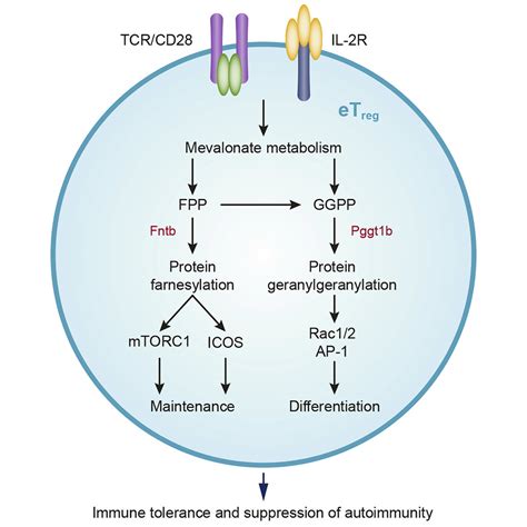 Protein Prenylation Drives Discrete Signaling Programs for the Differentiation and Maintenance ...