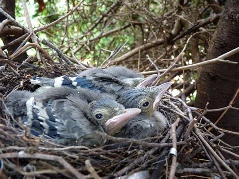 BlueJay nest by Toby Garden, via Flickr | Birds ~ Blue Jays | Pinterest ...