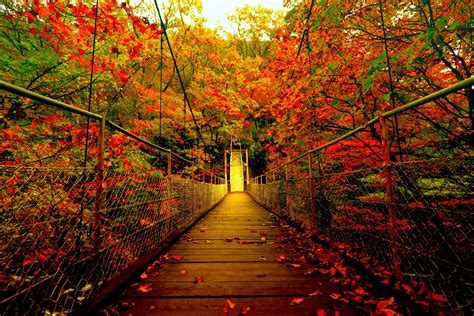 Autumn Bridge And Trees Wallpapers - Wallpaper Cave