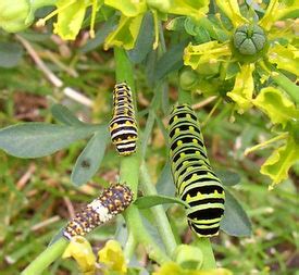 Black Swallowtail Caterpillar