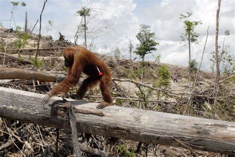 Deforestation affecting animals | deforestation