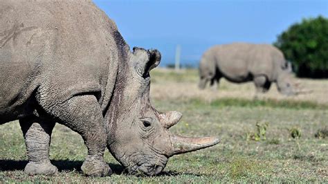 Can we save northern white rhinos from extinction? - CGTN