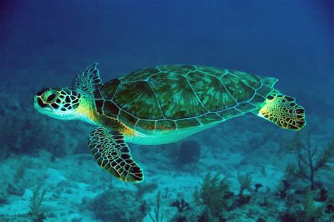 The Characteristics of a Green Sea Turtle – Life Of A Sea Turtle