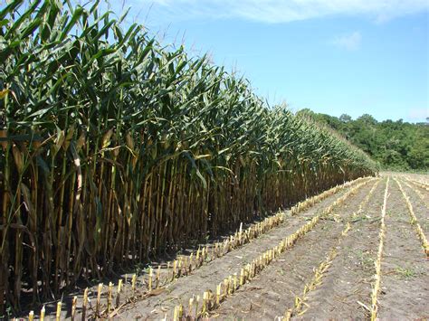 Corn Silage Harvest Begins (Video) – Florida Crops