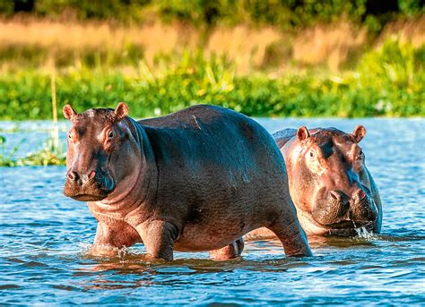 Top 7 interesting facts about Hippopotamus - PALITKA