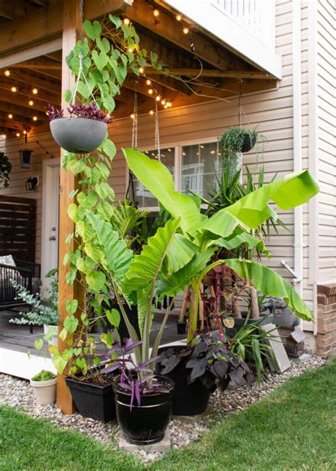 How to Care for a Banana Plant Both in Pots and in the Ground Outdoors