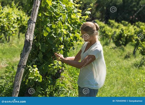 Young Woman Picking Grapes Harvest at Vineyard on Sunny Day Stock Photo - Image of food, fall ...