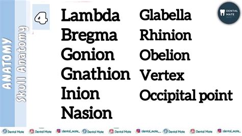 Bregma | Lambda | Nasion | Gonion | Gnathion | Inion | Obelion | Rhinion | Glabella | Dr Paridhi ...