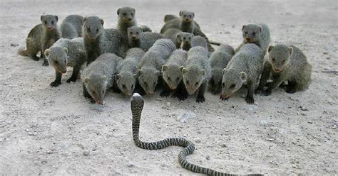 Cobra and Mongoose Fight, Mongoose Wins