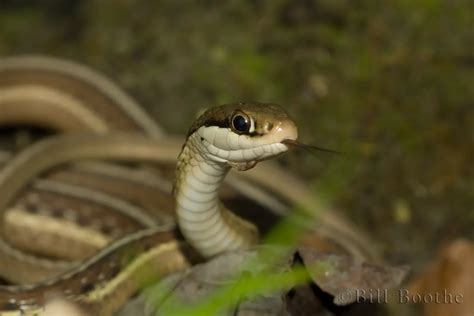 Eastern Ribbon Snake | Snakes | Nature In Focus