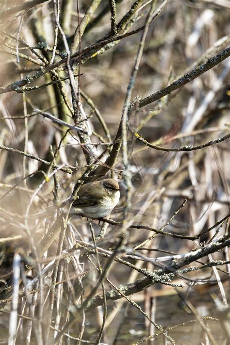 small song bird Willow Warbler, Europe wildlife Photograph by Artush Foto - Fine Art America