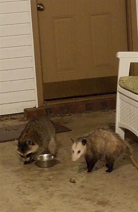 This Raccoon And Opossum Travel And Eat Cat Food Together