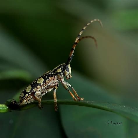 longhorn beetles / ด้วงหนวดยาว | Order - Coleoptera Suborder… | Flickr