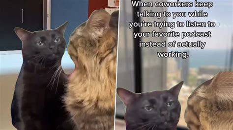 Black Cat Zoning Out Funny Memes: Cat Stares Blankly at Another Cat ...